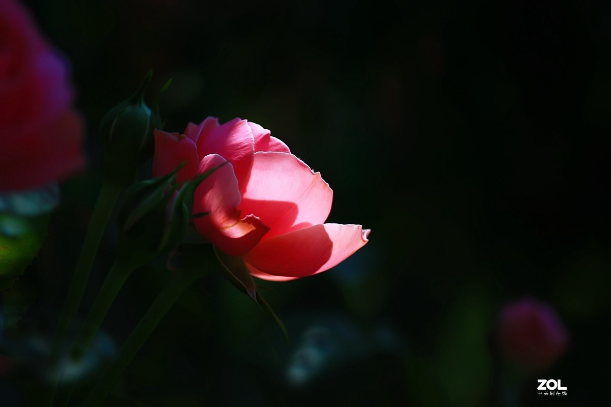 一丝红光一组花卉