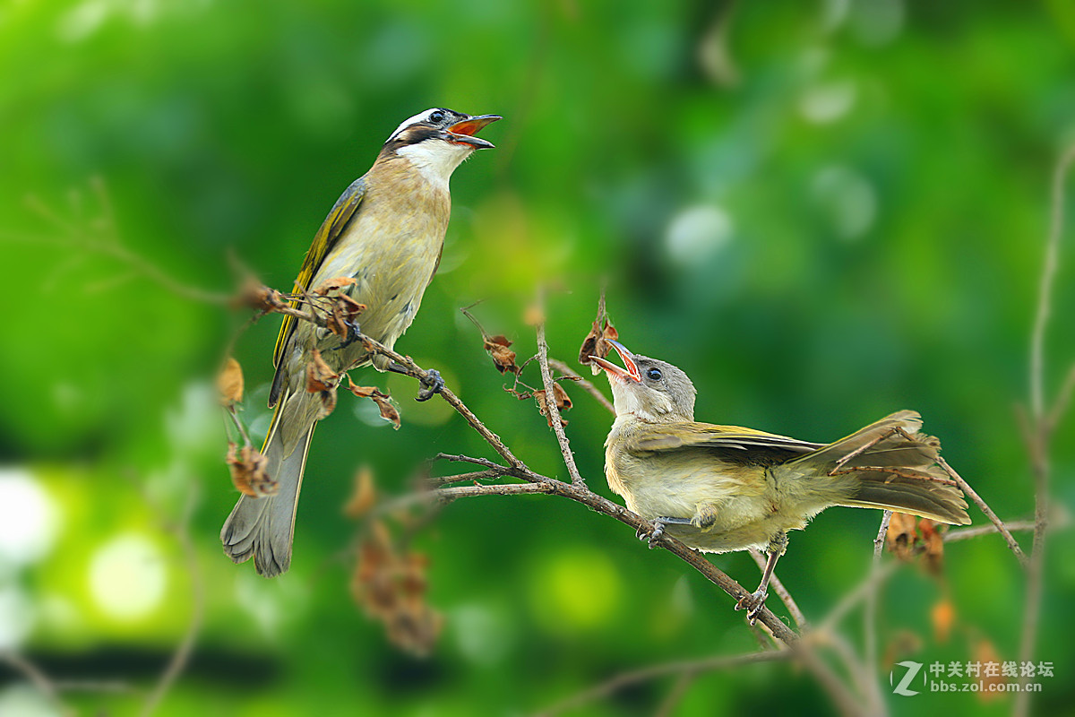 #版主坐堂#【南京星空(中国)】2015年07月部分优秀作品欣赏