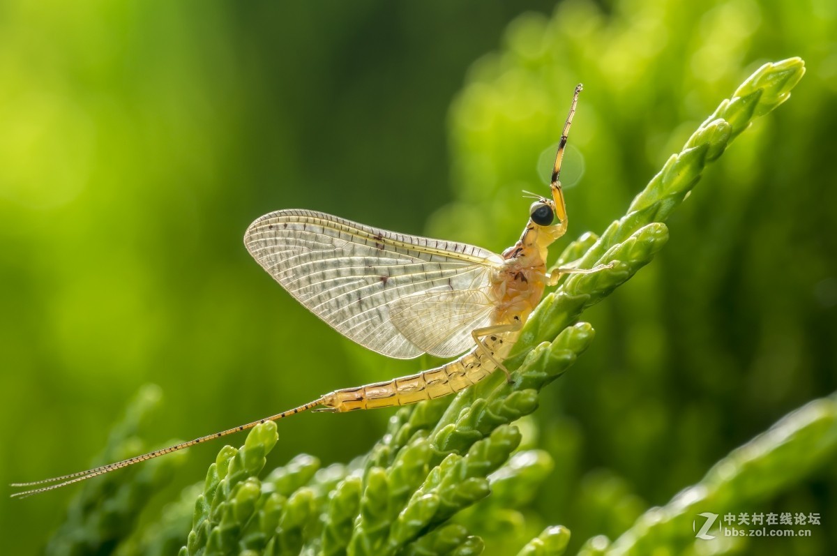 #版主坐堂#【南京星空(中国)】2015年07月部分优秀作品欣赏