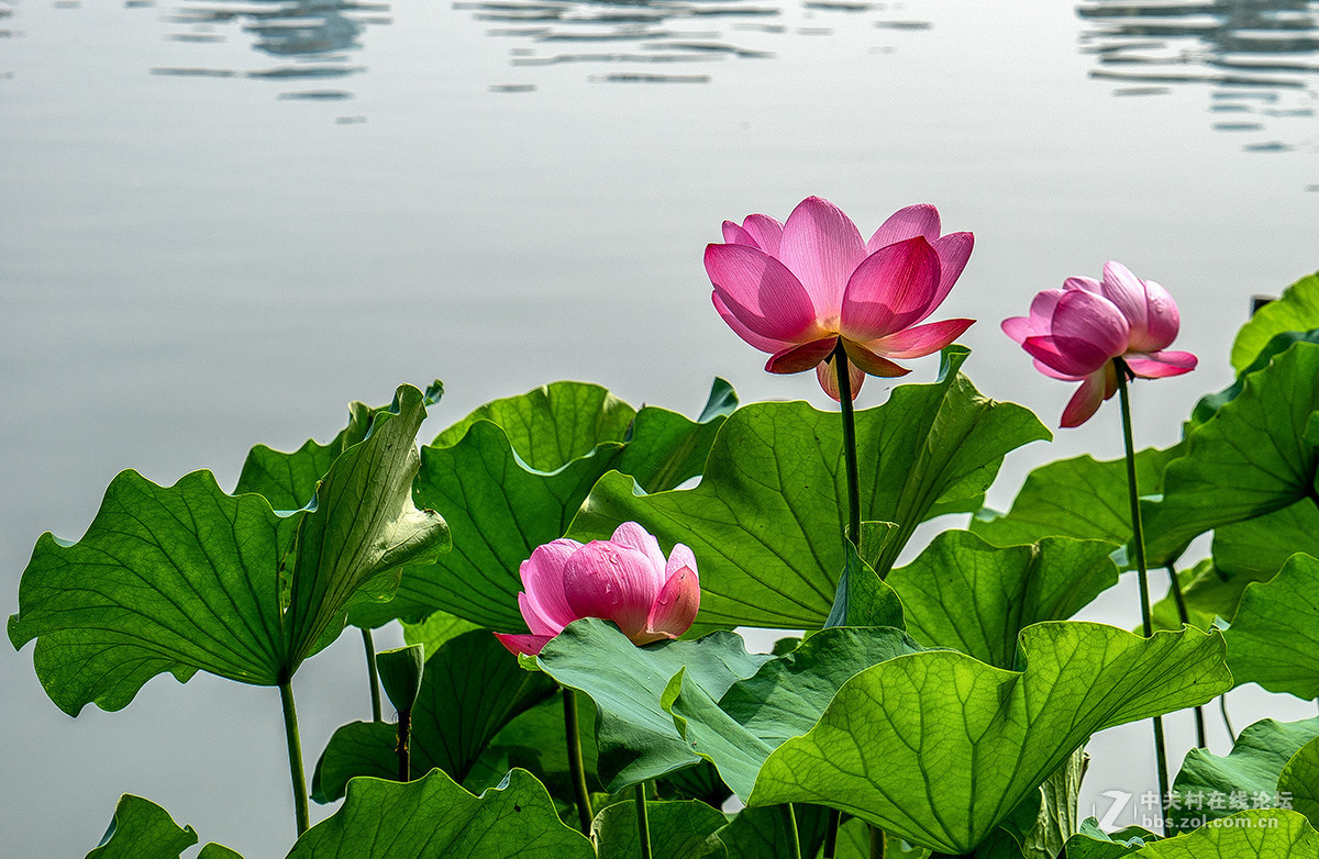 #版主坐堂#【南京星空(中国)】2015年07月部分优秀作品欣赏