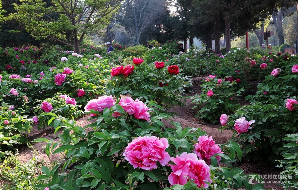 景山公園牡丹花