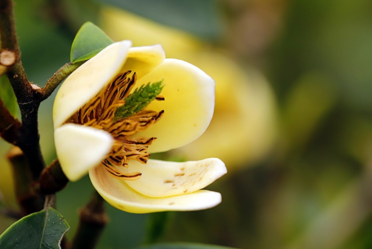 香幽若兰含笑花