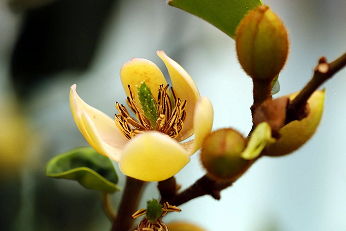 香幽若兰含笑花