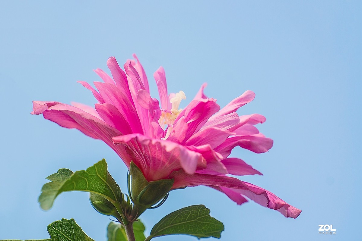 木槿花紅