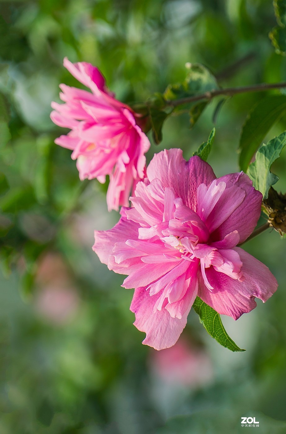 木槿花红-中关村在线摄影论坛