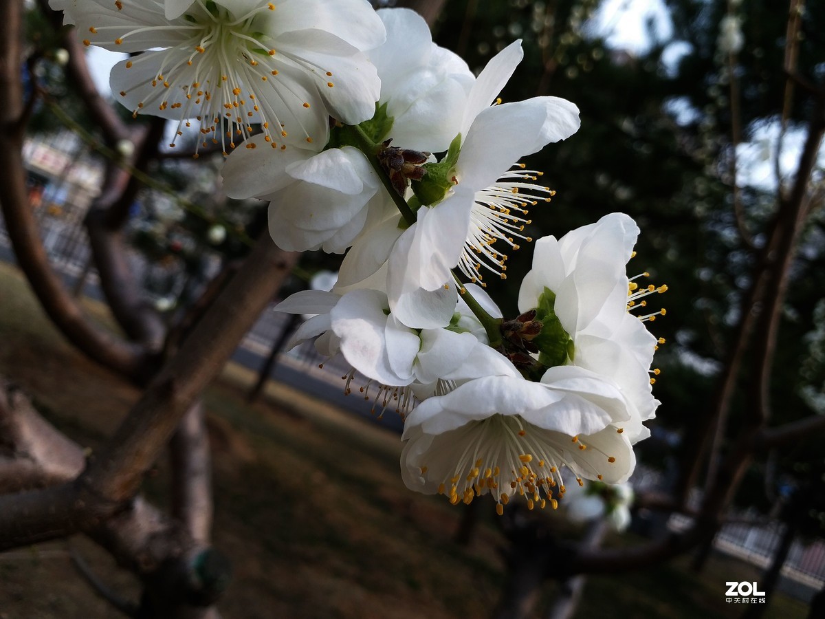 白花山碧桃