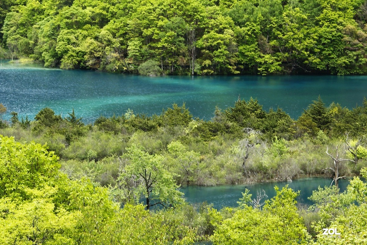 九寨沟盆景滩芦苇海8