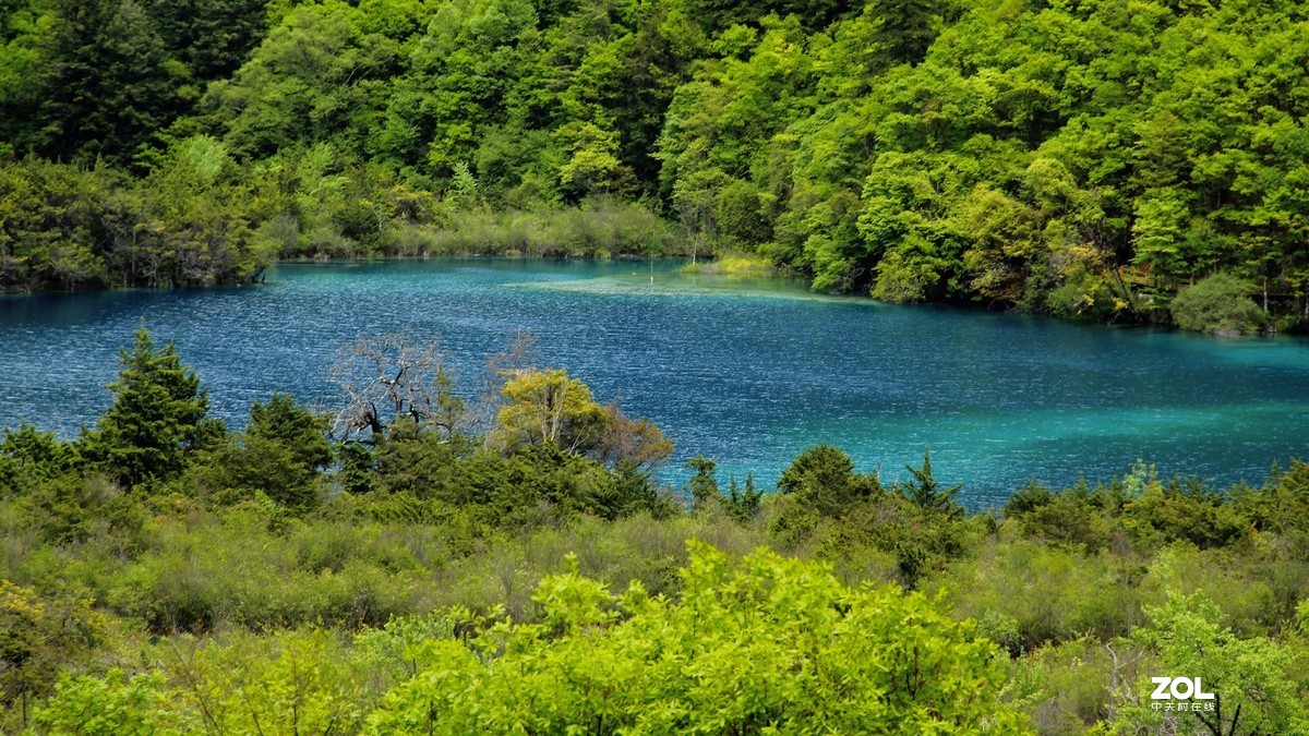 九寨沟盆景滩芦苇海8