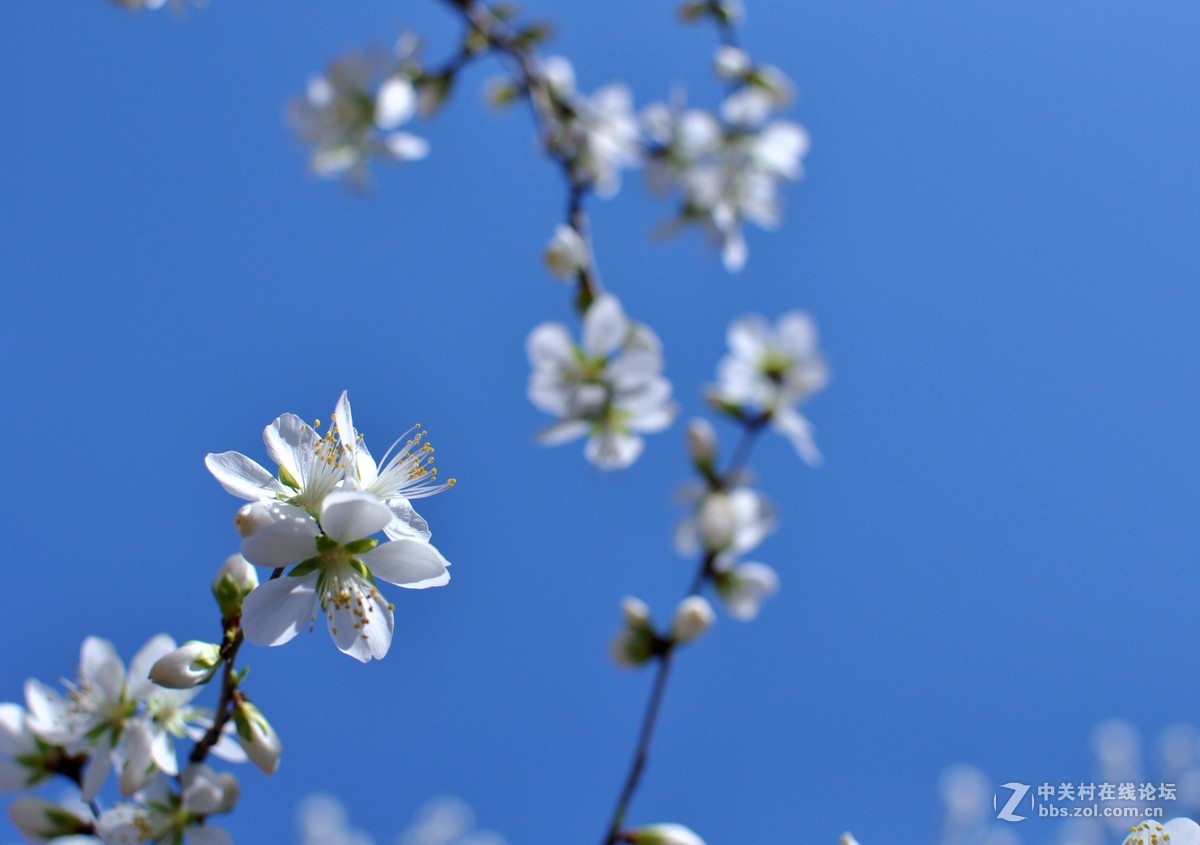 春风桃李花开日，秋雨梧桐叶落时