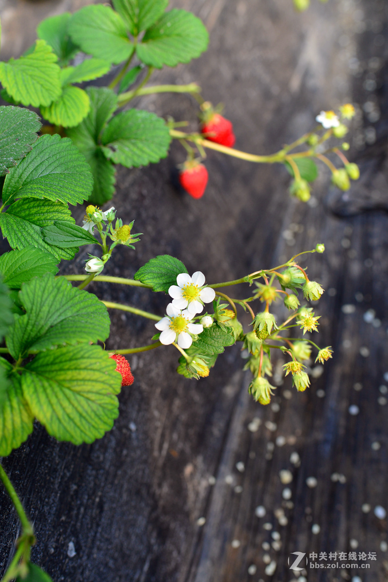 FX35/1.8ED手持拍摄草莓花