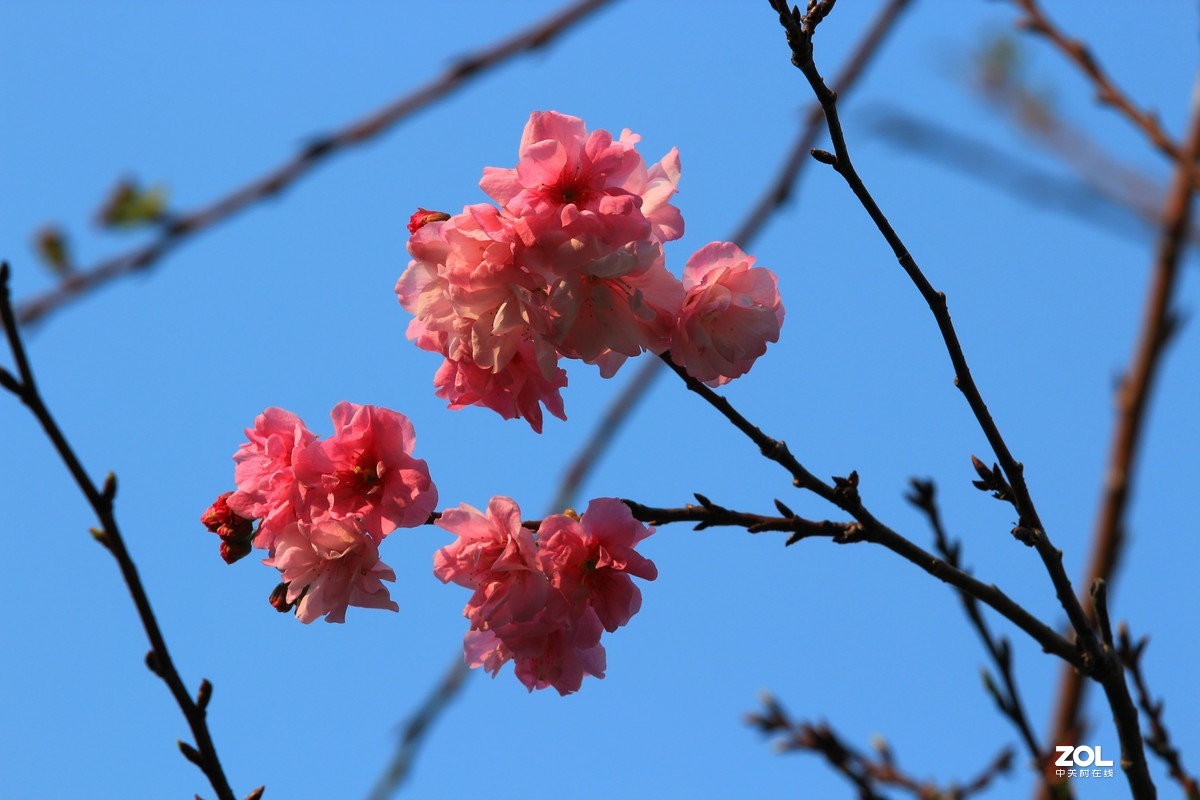 2020年拍摄樱花一