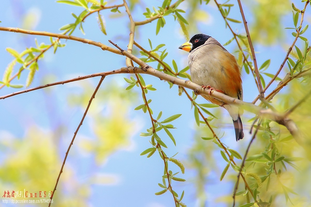 高柳上的蜡嘴雀