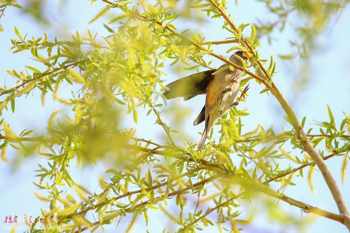 高柳上的蜡嘴雀