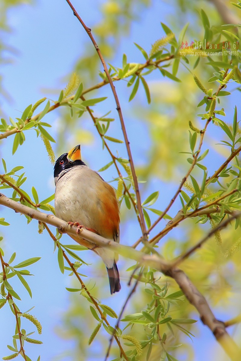 高柳上的蜡嘴雀