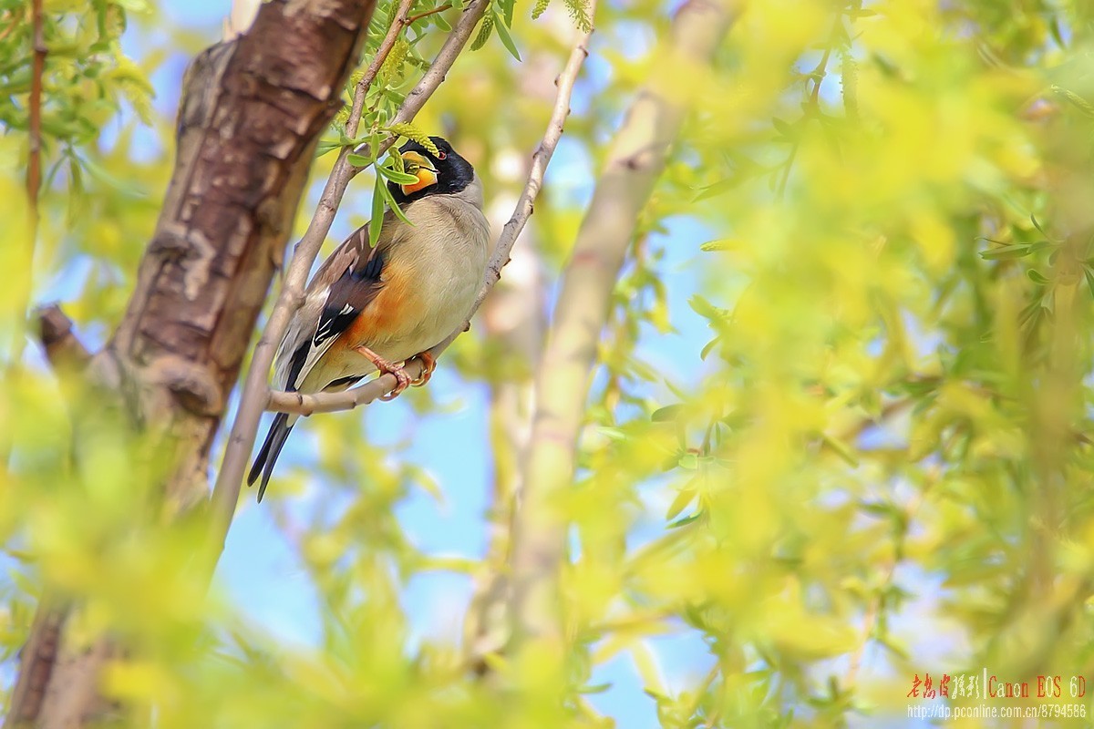 高柳上的蜡嘴雀