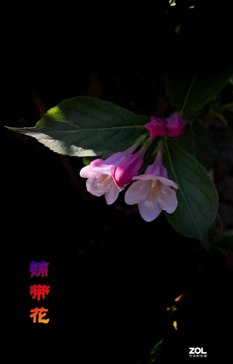 锦带花