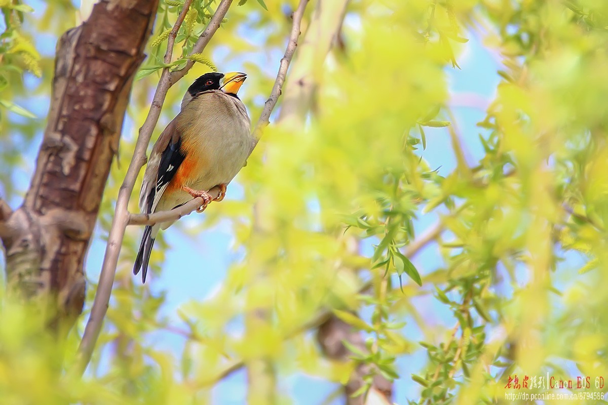 高柳上的蜡嘴雀