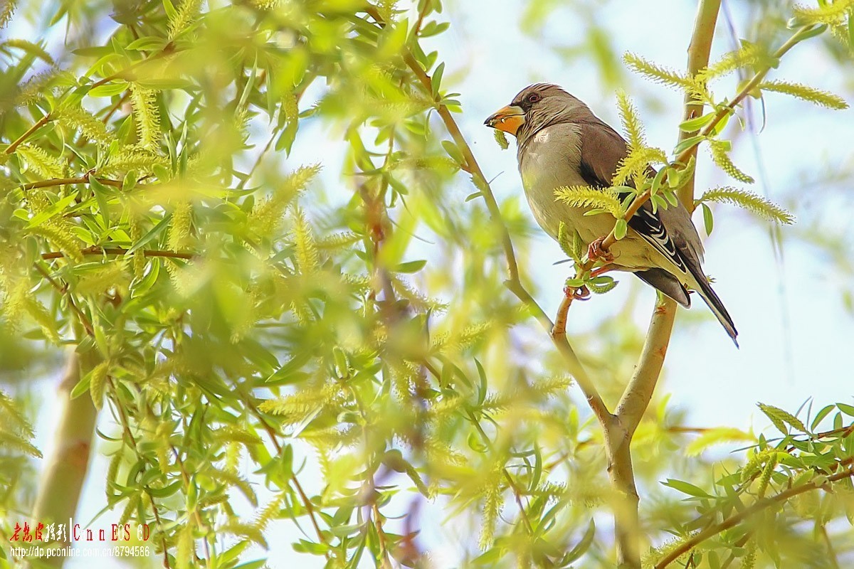 高柳上的蜡嘴雀