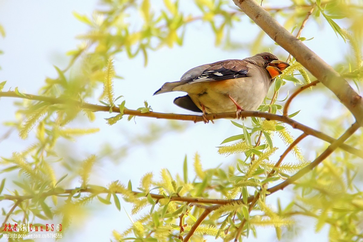 高柳上的蜡嘴雀