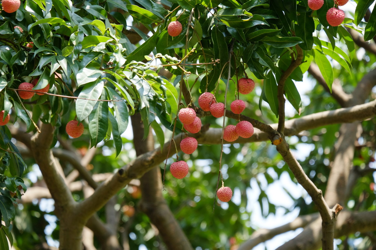 再来一组荔枝照-中关村在线摄影论坛
