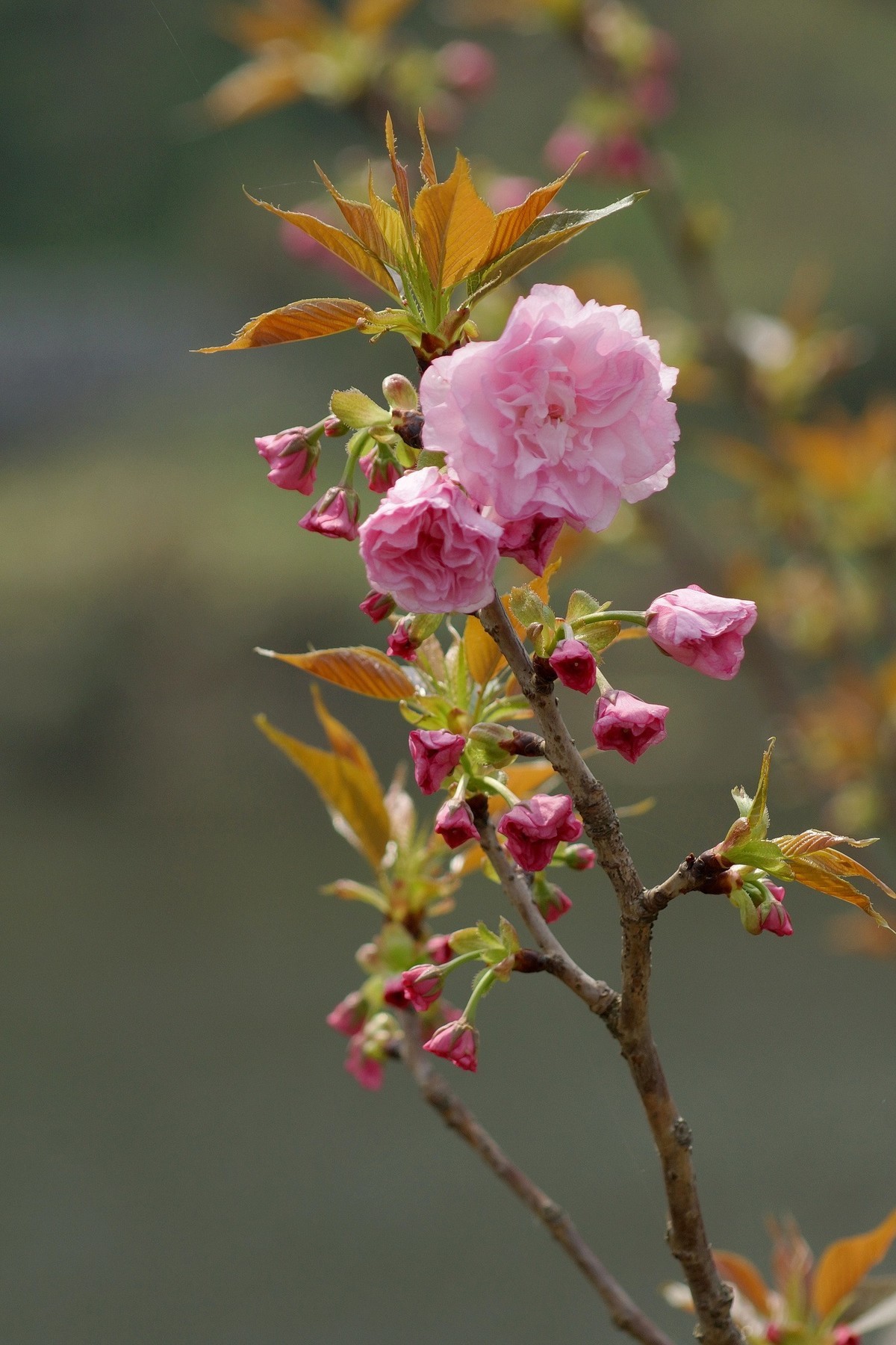 2020年拍复瓣樱花竖版