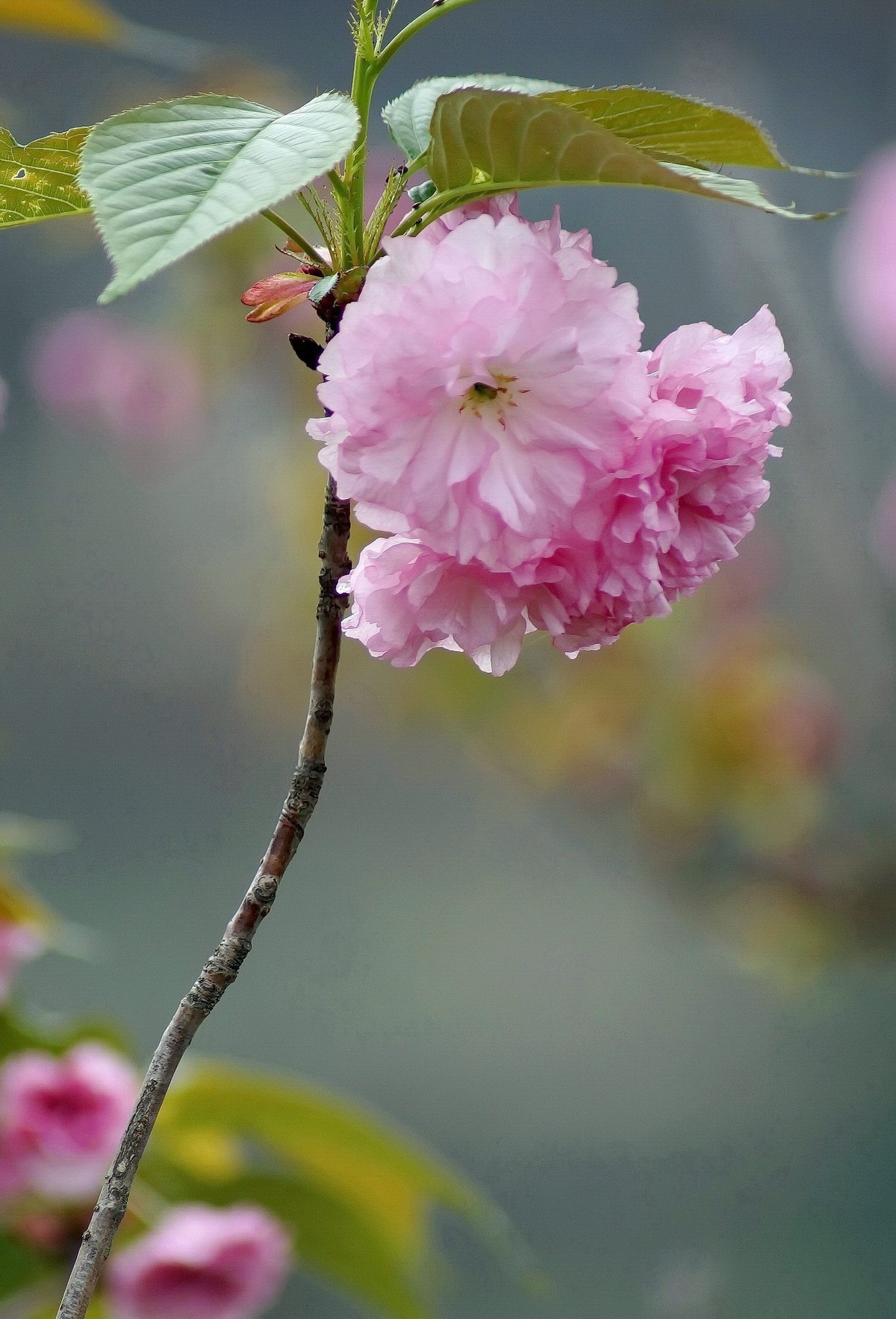 2020年拍复瓣樱花竖版