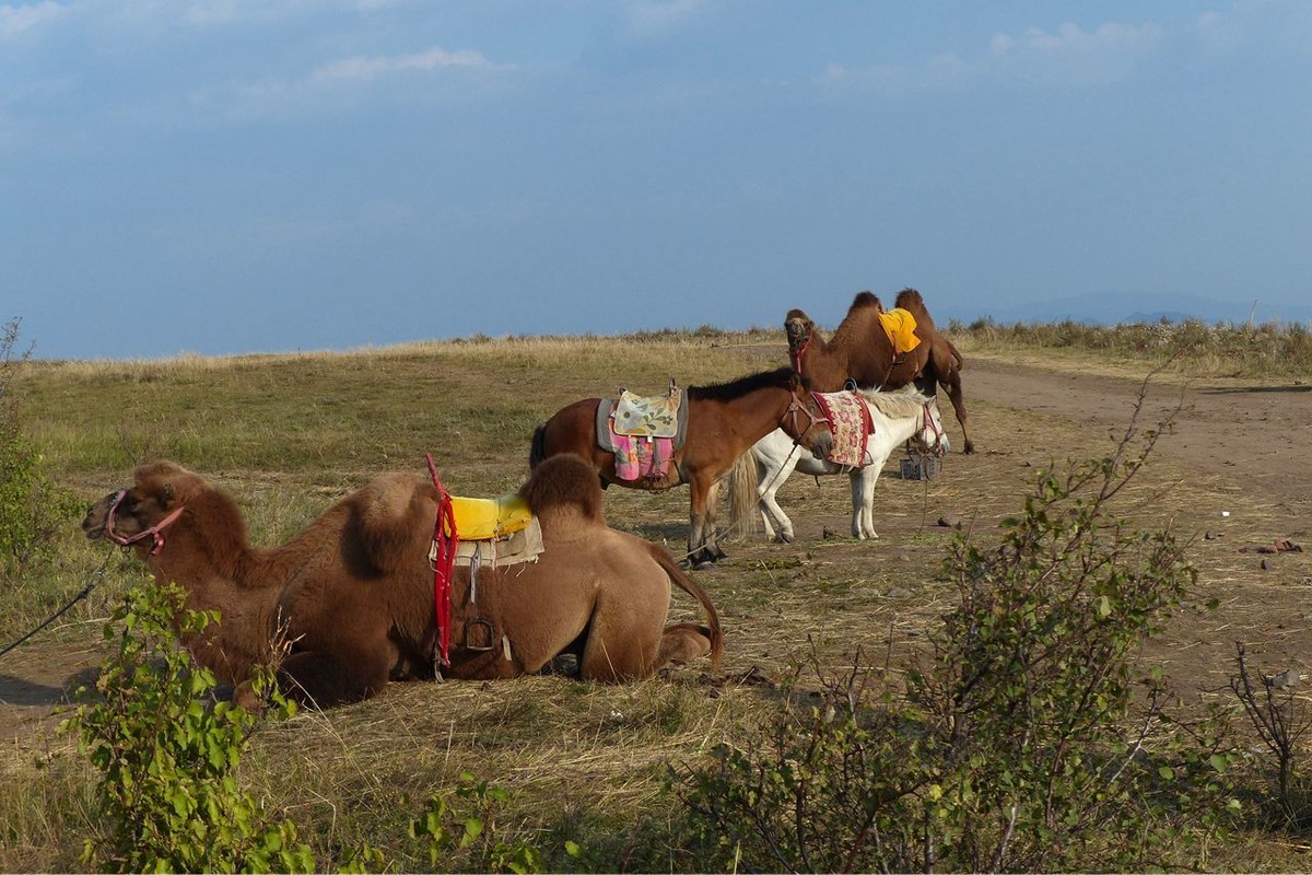 风之丘 · 骆肥马壮