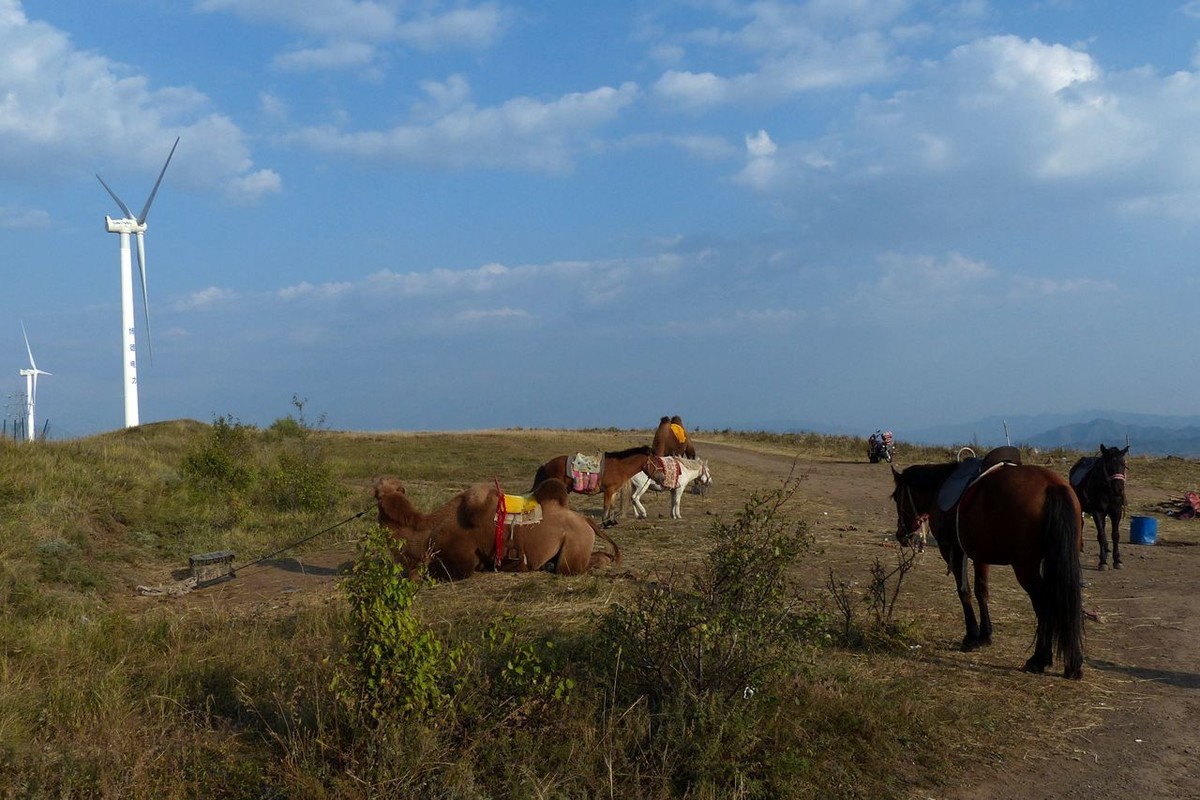 风之丘 · 骆肥马壮