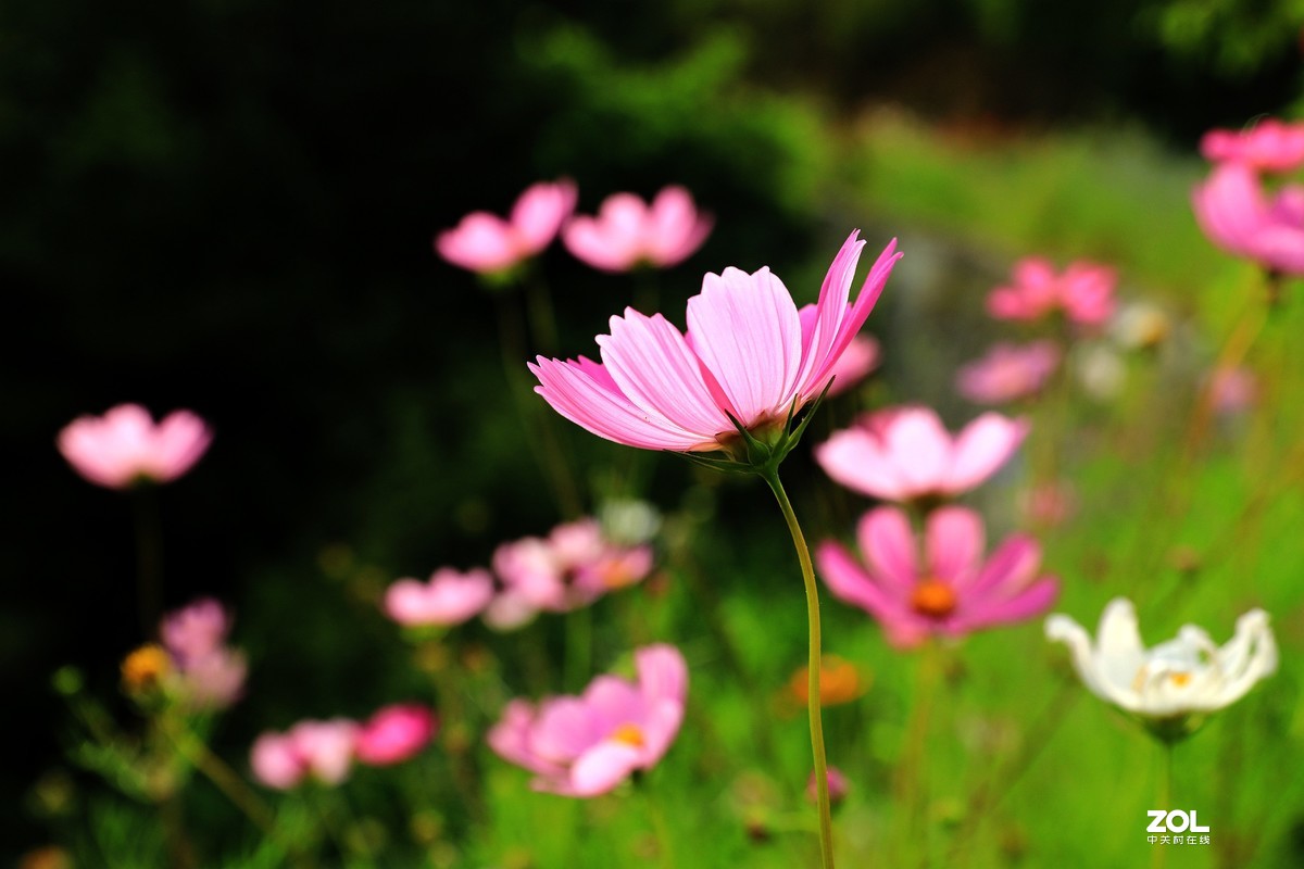 路边拍花《请假帖》