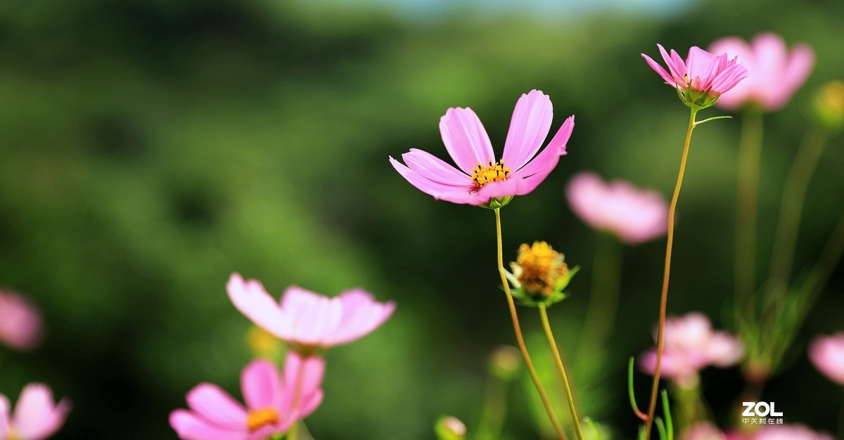 路边拍花《请假帖》