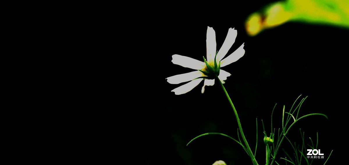 路边拍花《请假帖》