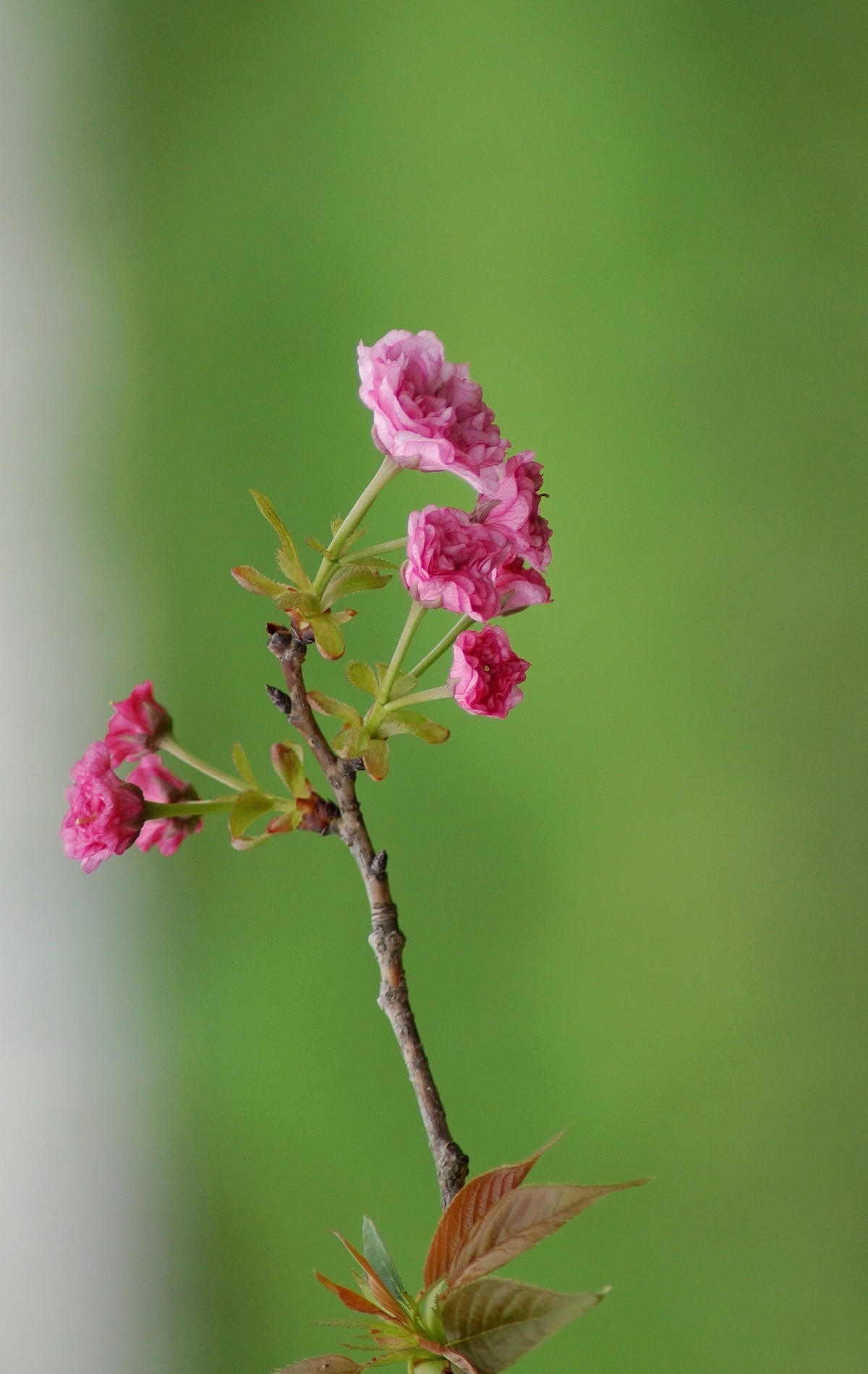 2020年拍复瓣樱花竖版