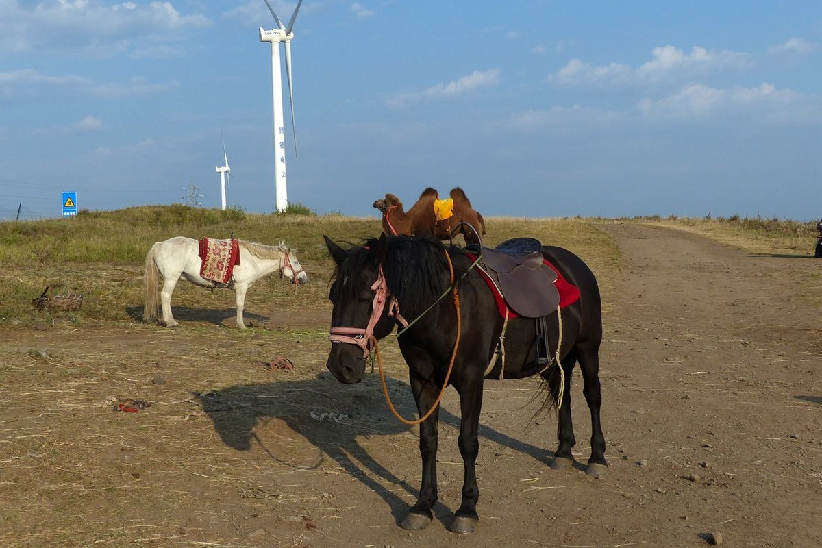 风之丘 · 骆肥马壮