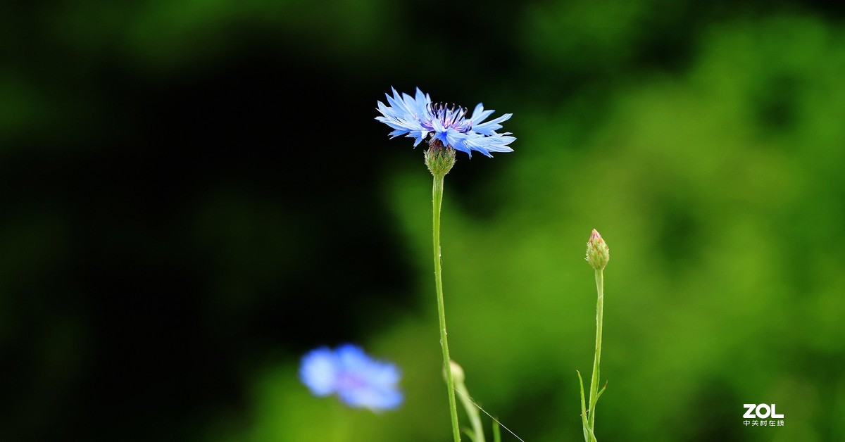 路边拍花《请假帖》