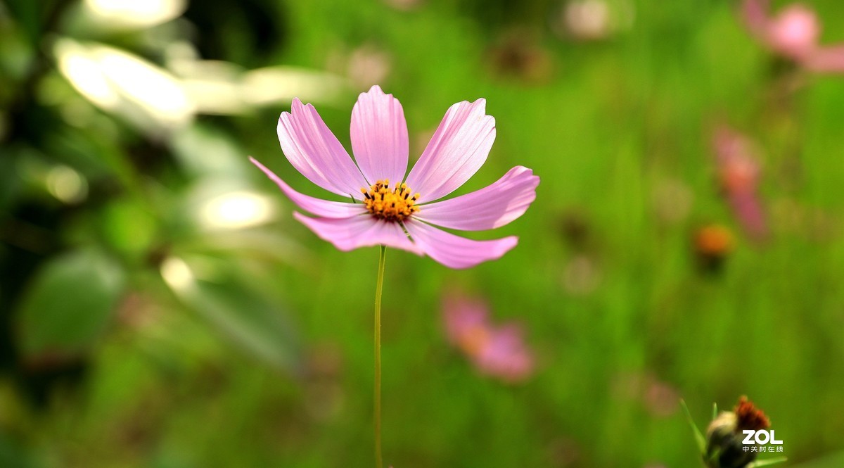 路边拍花《请假帖》
