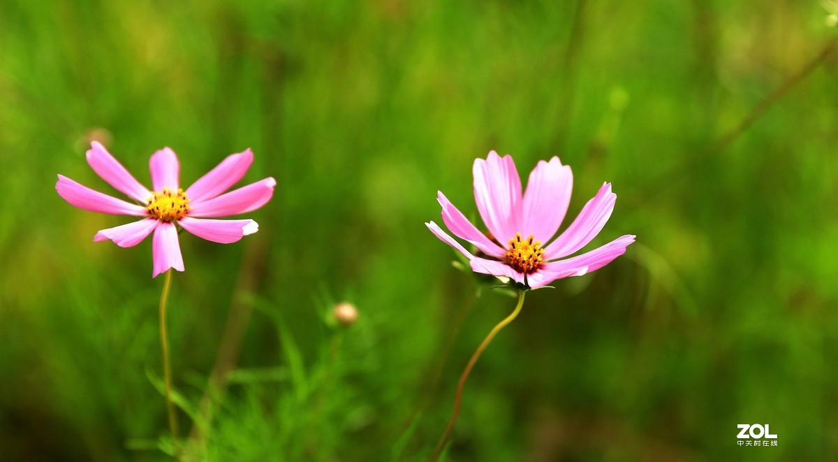 路边拍花《请假帖》