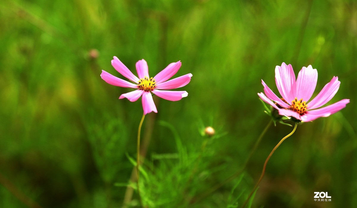 路边拍花《请假帖》