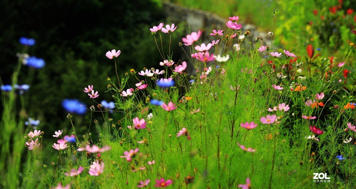 路边拍花《请假帖》