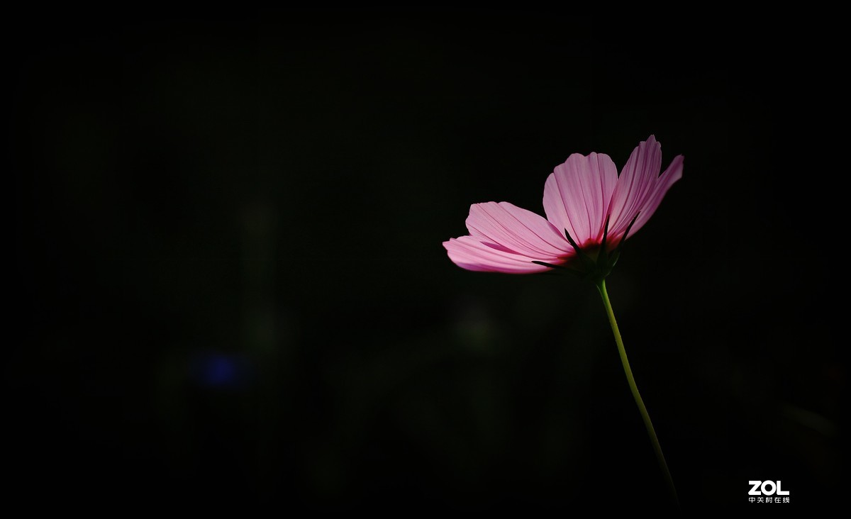 路边拍花《请假帖》