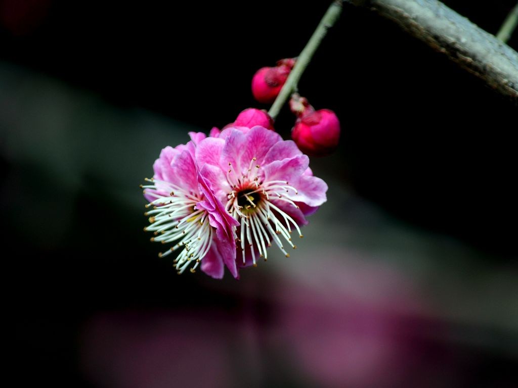 红梅