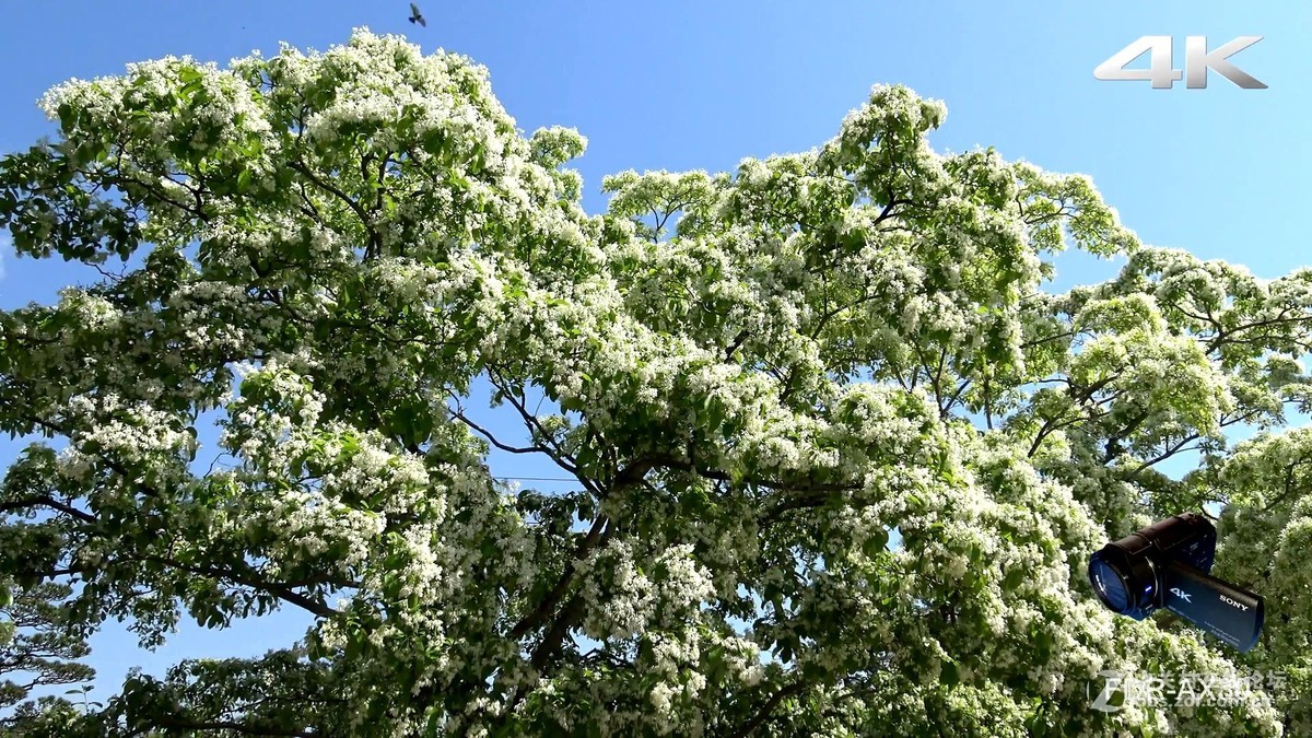 AX-30索尼公司发布最权威宣传样片[1080P]