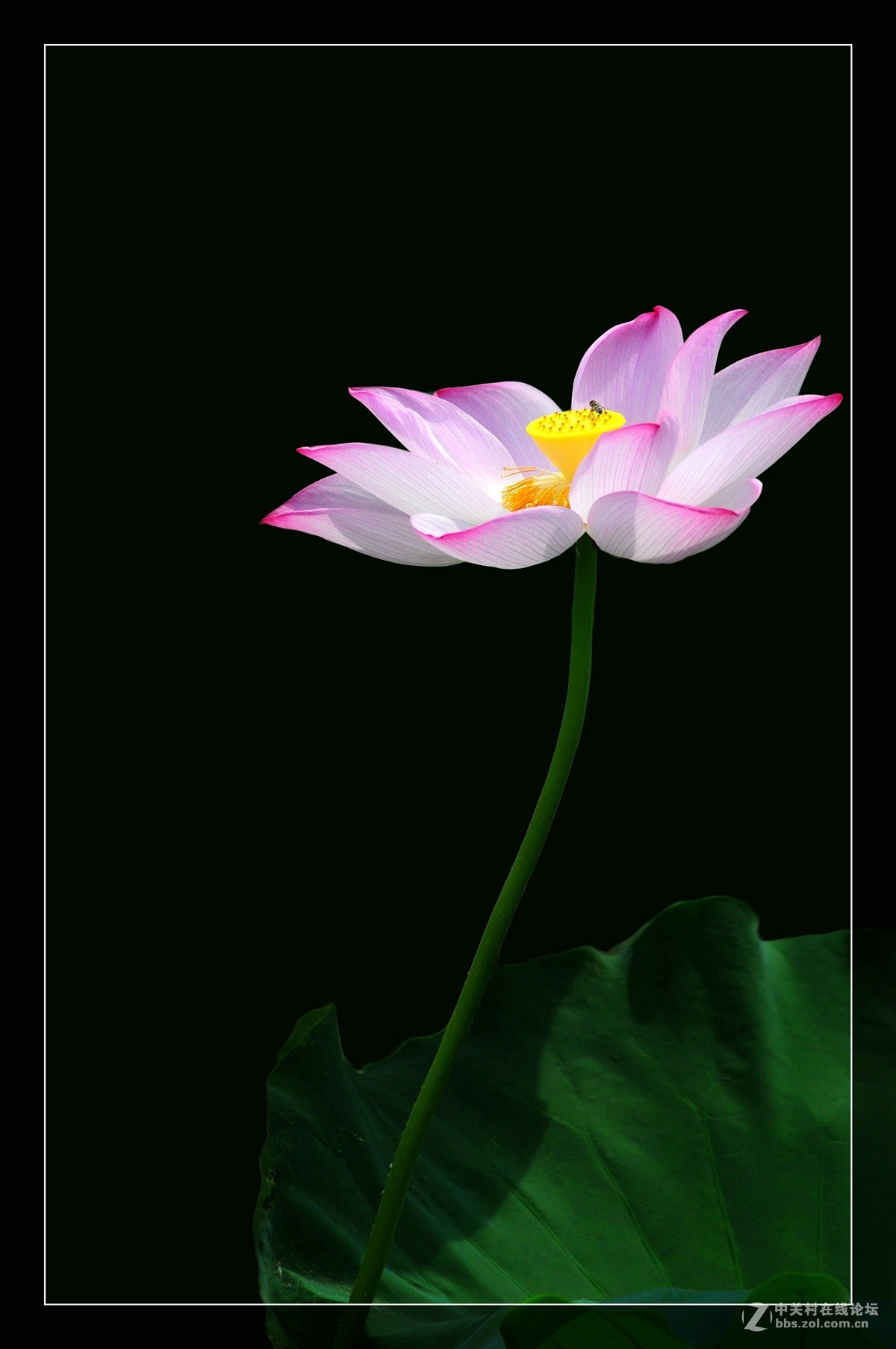 小纸炮拍荷花