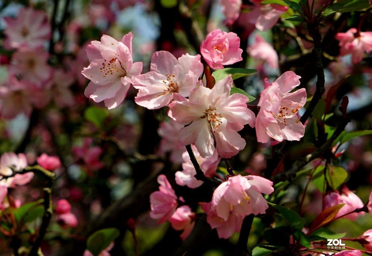玉田水库海棠花盛开