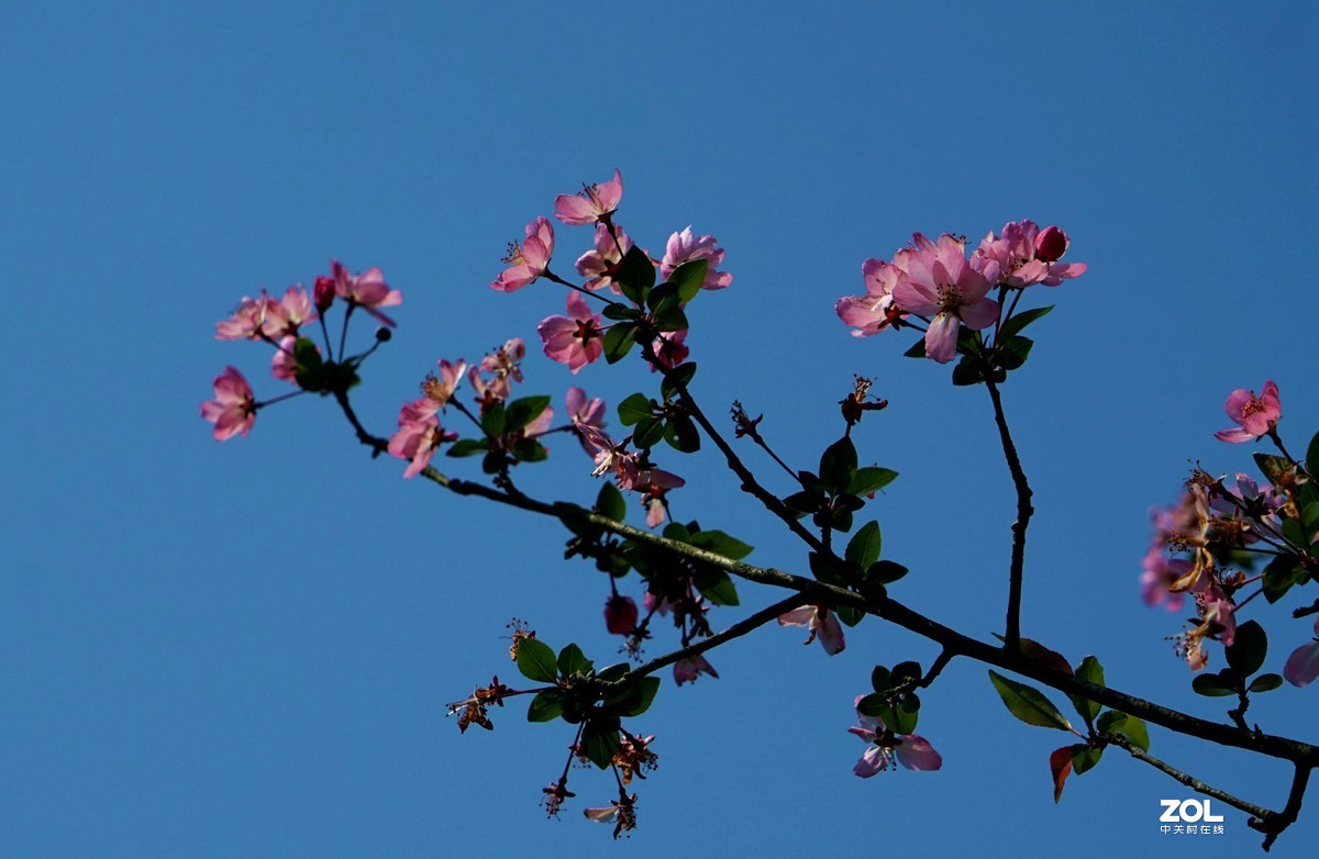 玉田水库海棠花盛开