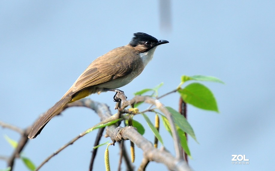 野拍：沼泽山雀.....