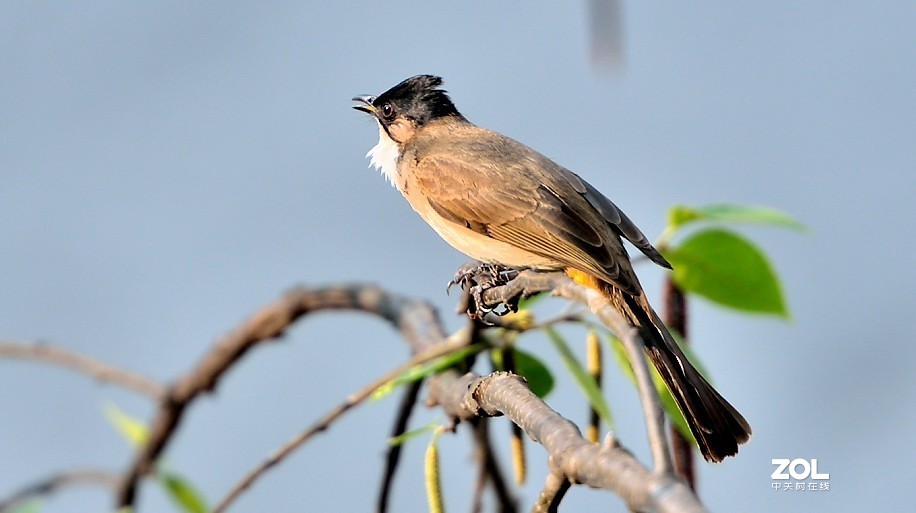 野拍：沼泽山雀.....