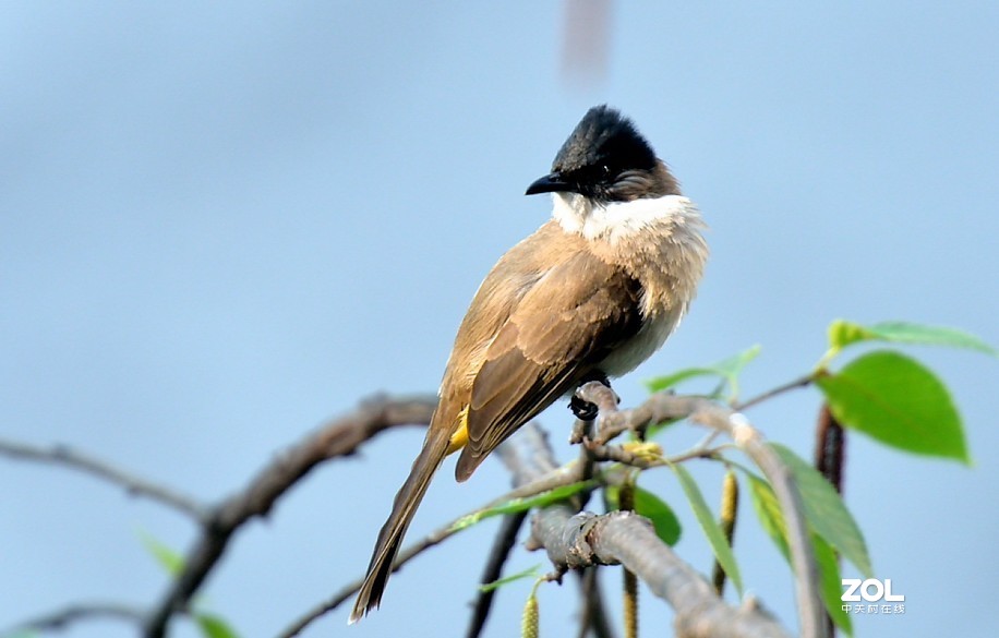 野拍：沼泽山雀.....