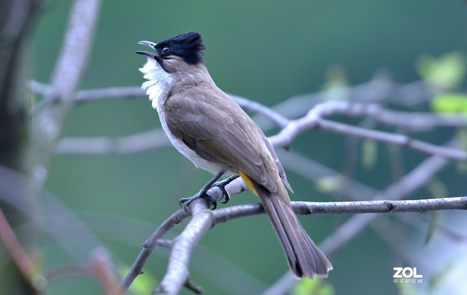 野拍：沼泽山雀.....