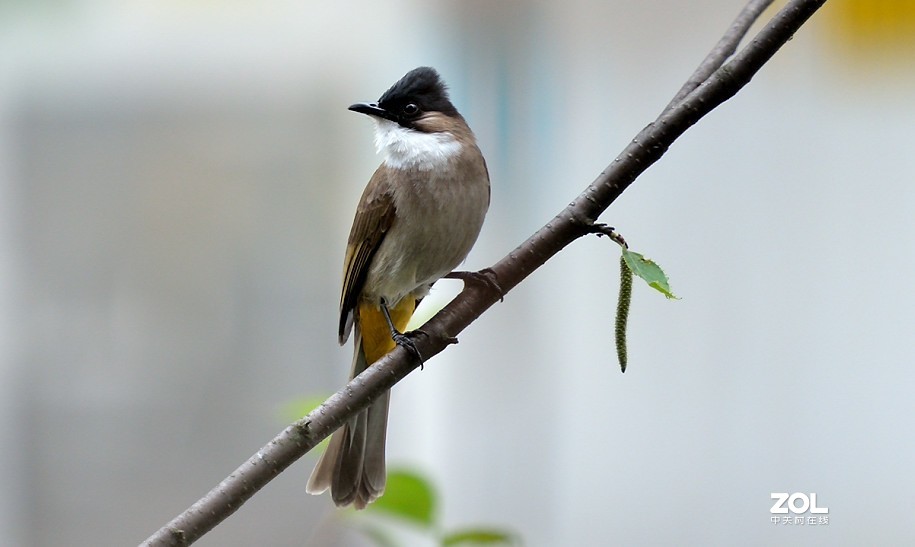 野拍：沼泽山雀.....