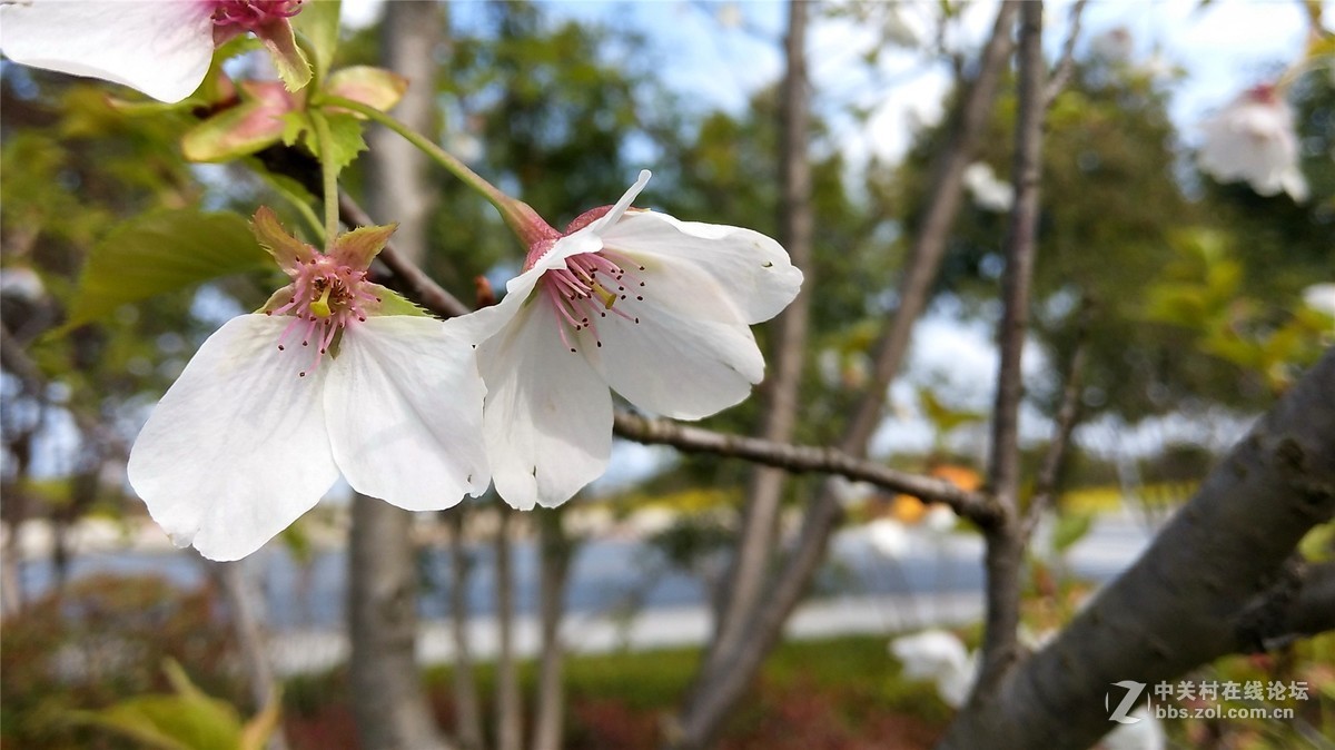 歙州广场之春花烂漫